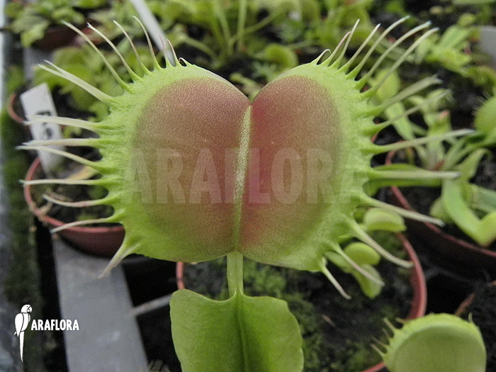 Dionaea muscipula &lsquo;Opus Delight&rsquo;