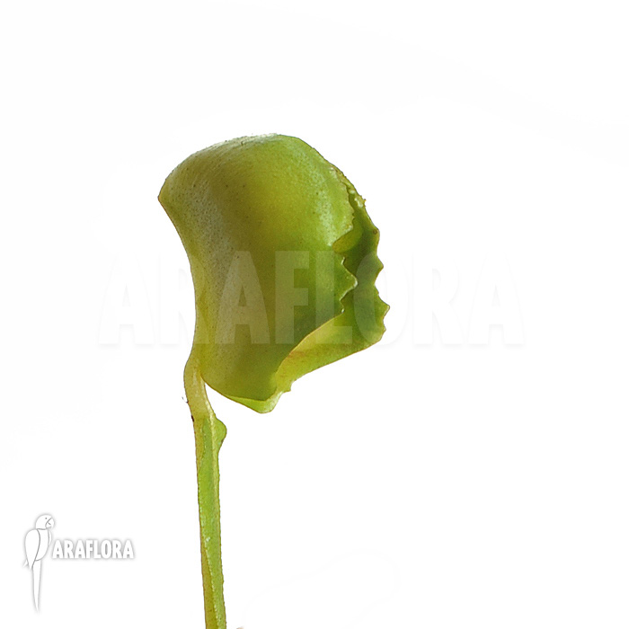 Dionaea muscipula &lsquo;Pacman&rsquo;