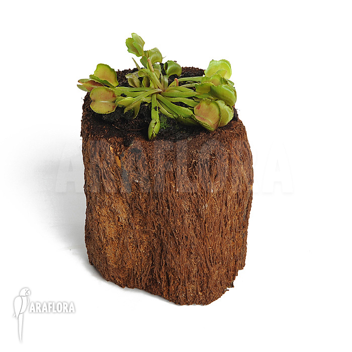 Dionaea muscipula &lsquo;Pacman&rsquo;