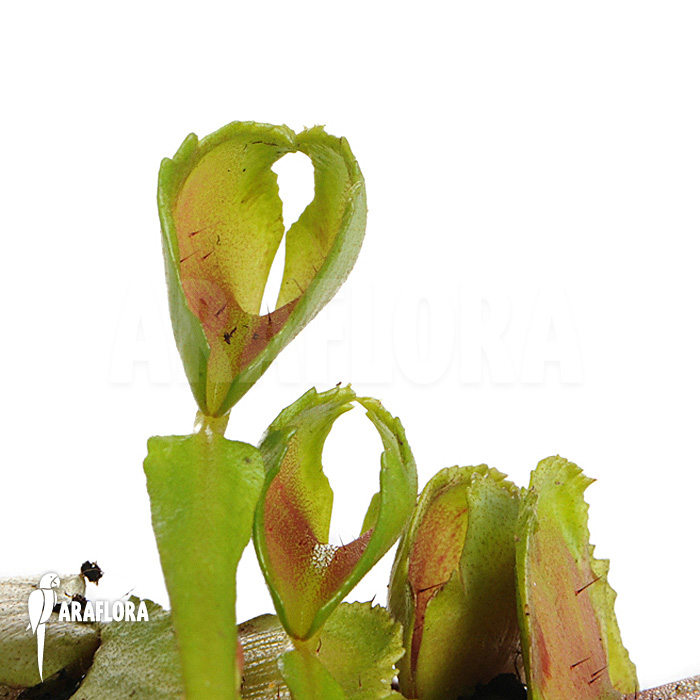 Dionaea muscipula &lsquo;Pacman&rsquo;