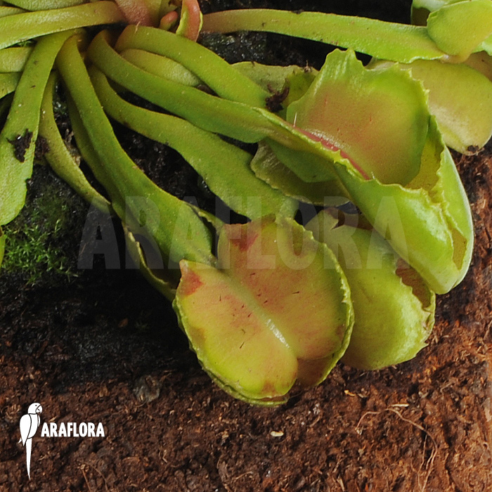 Dionaea muscipula &lsquo;Pacman&rsquo;