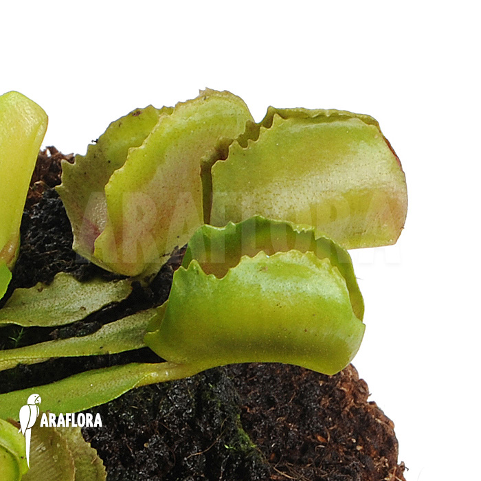 Dionaea muscipula &lsquo;Pacman&rsquo;