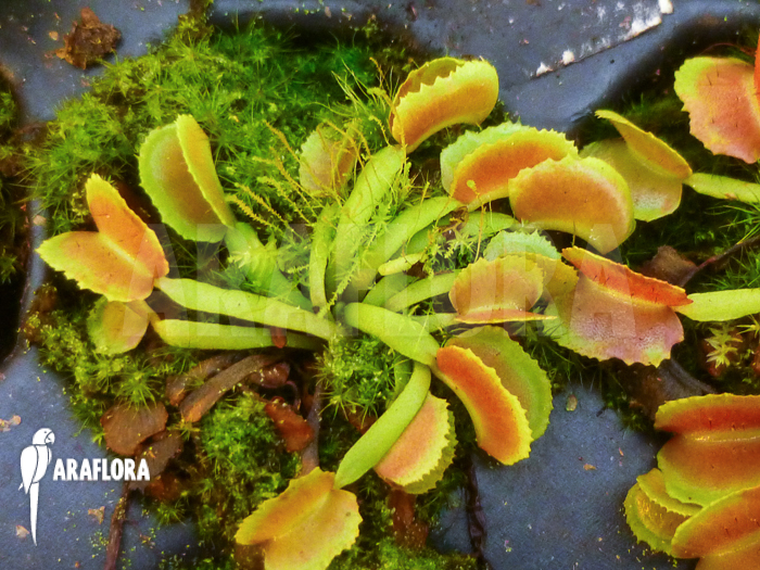 Starter of Dionaea muscipula &lsquo;Pacman&rsquo;
