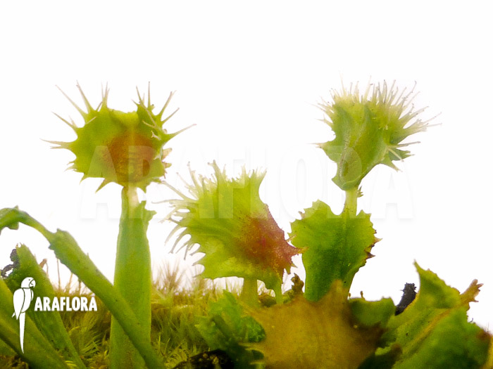Dionaea muscipula &lsquo;Pincushion&rsquo; &lsquo;XL&rsquo;
