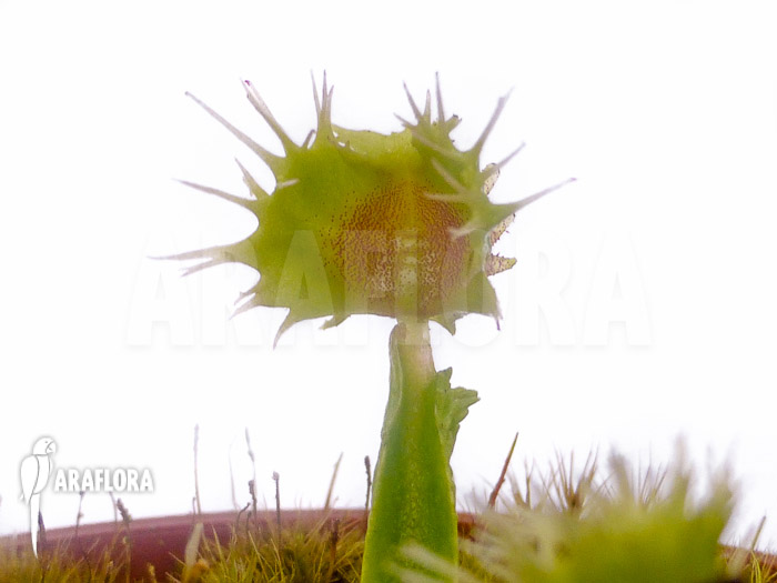 Dionaea muscipula &lsquo;Pincushion&rsquo; &lsquo;XL&rsquo;