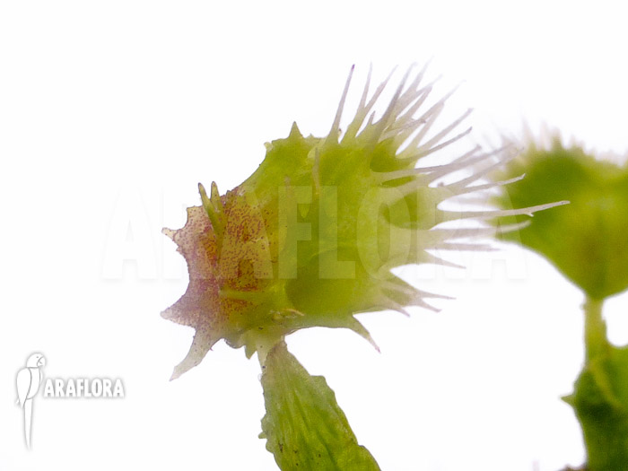 Dionaea muscipula &lsquo;Pincushion&rsquo; &lsquo;XL&rsquo;