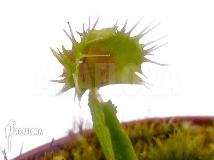 Dionaea muscipula &lsquo;Pincushion&rsquo; &lsquo;XL&rsquo;