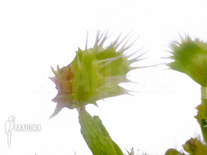 Dionaea muscipula &lsquo;Pincushion&rsquo; &lsquo;XL&rsquo;