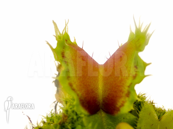 Dionaea muscipula &lsquo;Pluto&rsquo;