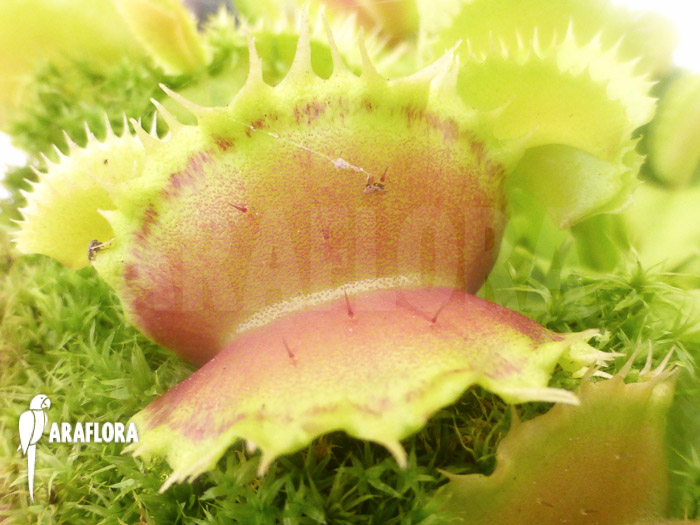 Dionaea muscipula &lsquo;Pluto&rsquo;