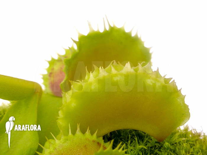 Dionaea muscipula &lsquo;Pluto&rsquo;