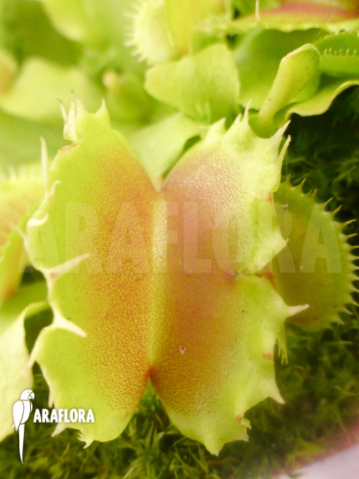 Dionaea muscipula &lsquo;Pluto&rsquo;