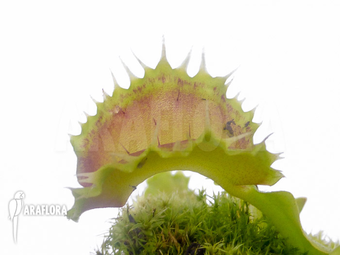 Dionaea muscipula &lsquo;Pluto&rsquo;