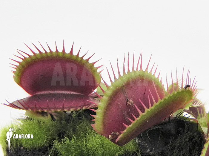 Dionaea muscipula &lsquo;Poland red&rsquo;