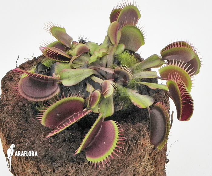 Dionaea muscipula &lsquo;Poland red&rsquo;