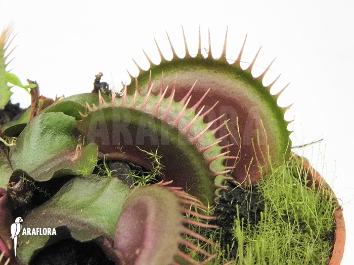 Dionaea muscipula &lsquo;Poland red&rsquo;