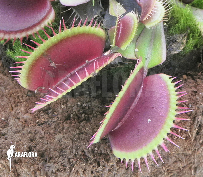 Dionaea muscipula &lsquo;Poland red&rsquo;