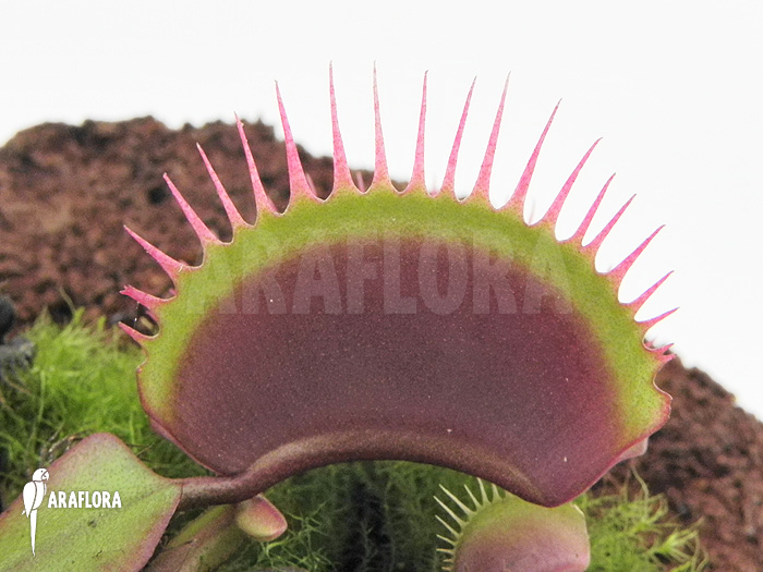 Dionaea muscipula &lsquo;Poland red&rsquo;