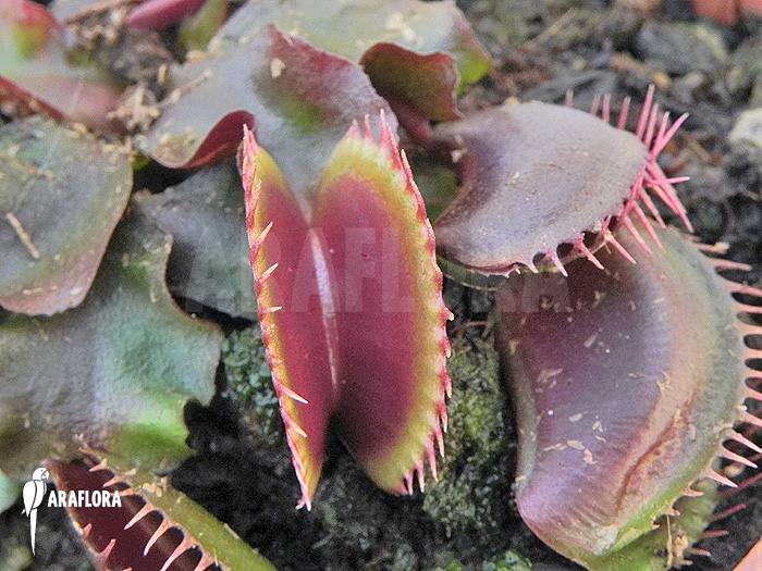 Dionaea muscipula &lsquo;Poland red&rsquo;