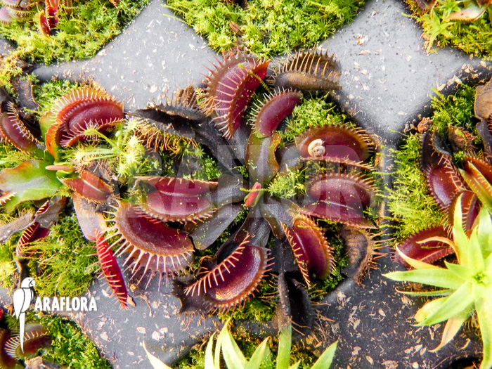 Dionaea muscipula &lsquo;Poland red&rsquo;