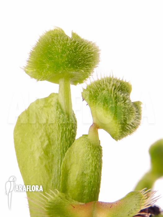 Dionaea muscipula Pom Pom Araflora