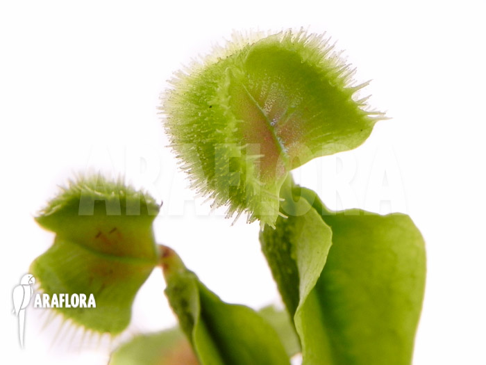 Dionaea muscipula Pom Pom Araflora