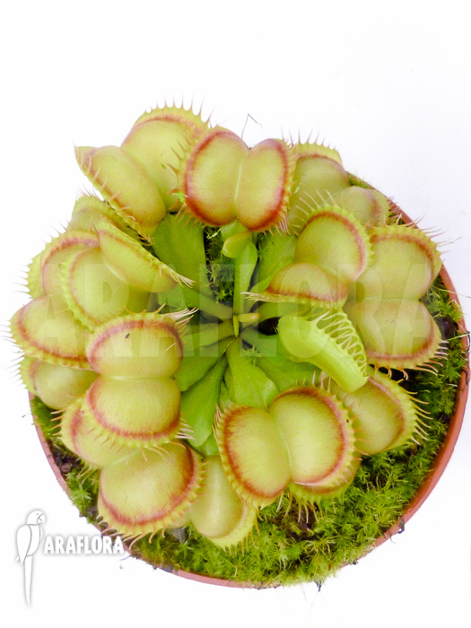 Dionaea muscipula Red Flame