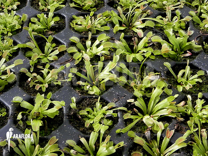 Dionaea muscipula &lsquo;Red Green&rsquo;