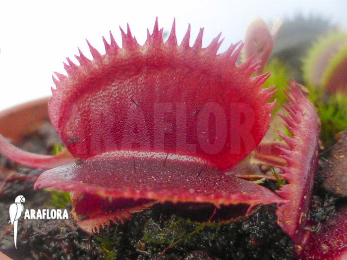Dionaea muscipula &lsquo;Red piranha&rsquo;