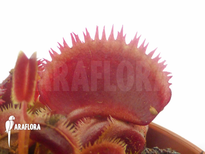 Dionaea muscipula &lsquo;Red piranha&rsquo;