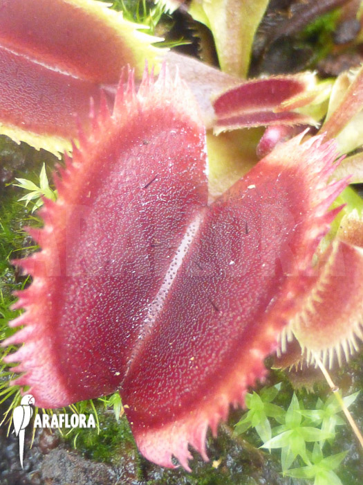 Dionaea muscipula &lsquo;Red piranha&rsquo;