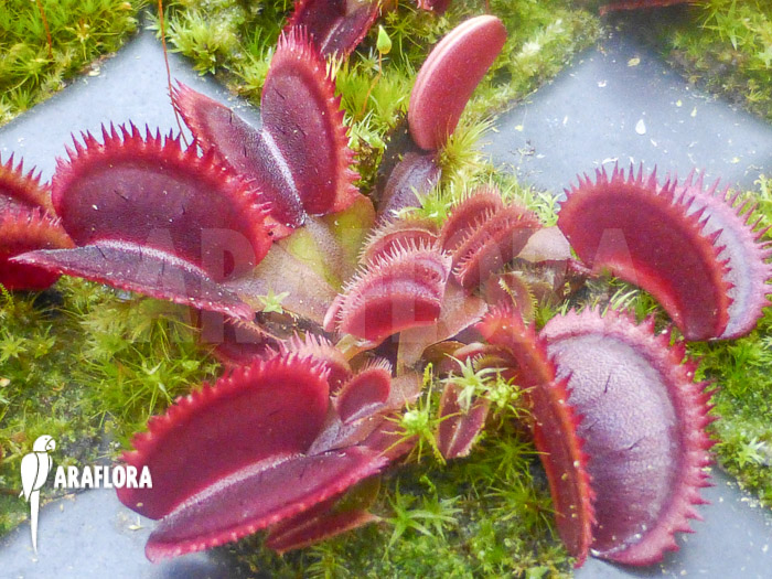 Dionaea muscipula &lsquo;Red piranha&rsquo; Starter