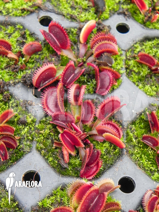 Dionaea muscipula &lsquo;Red piranha&rsquo; Starter