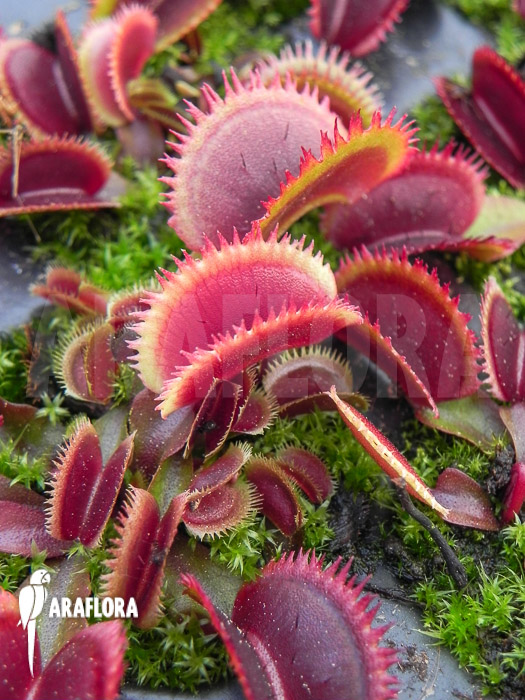 Dionaea muscipula &lsquo;Red piranha&rsquo; Starter
