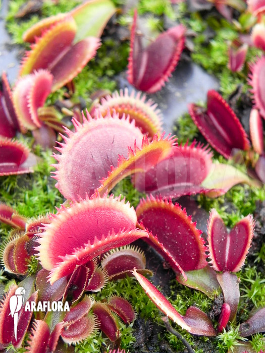 Dionaea muscipula &lsquo;Red piranha&rsquo; Starter