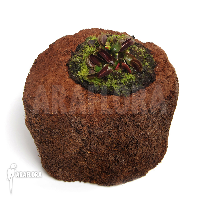 Dionaea muscipula &lsquo;Red piranha&rsquo;