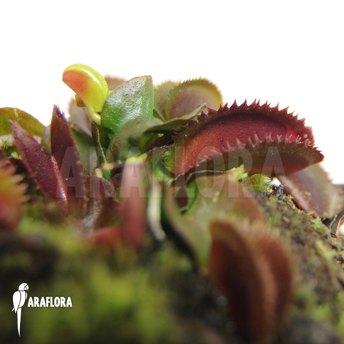 Dionaea muscipula &lsquo;Red piranha&rsquo;