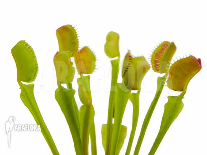 Dionaea muscipula &lsquo;Rockettrap&rsquo;