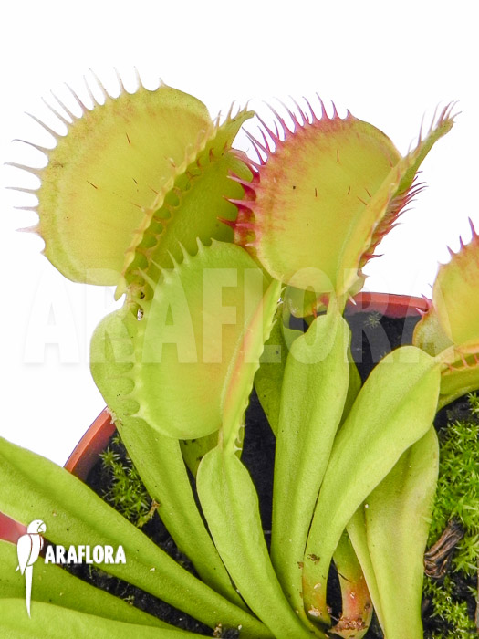 Dionaea muscipula &lsquo;SOS&rsquo;