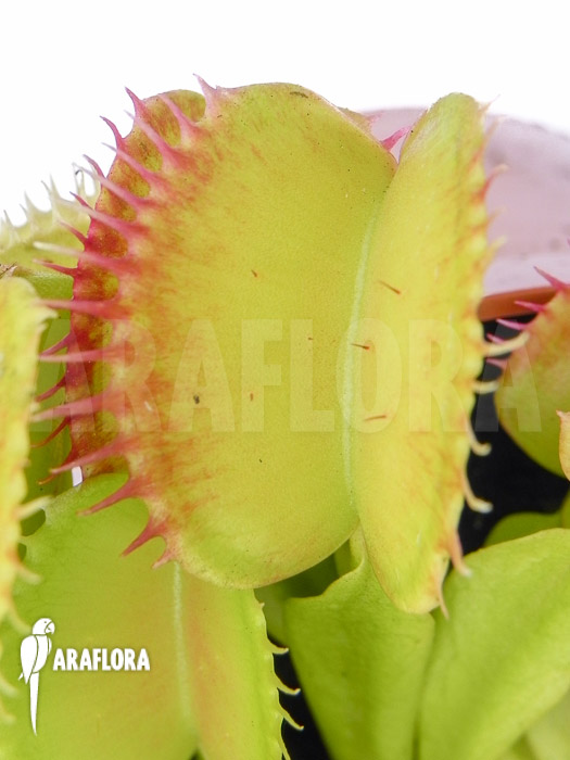 Dionaea muscipula &lsquo;SOS&rsquo;
