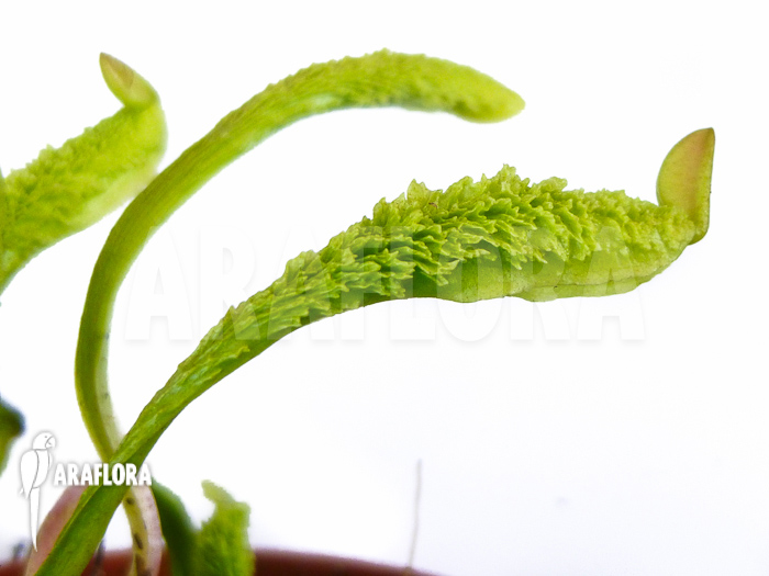 Dionaea muscipula &lsquo;Schuppenstiel Thomas&rsquo;