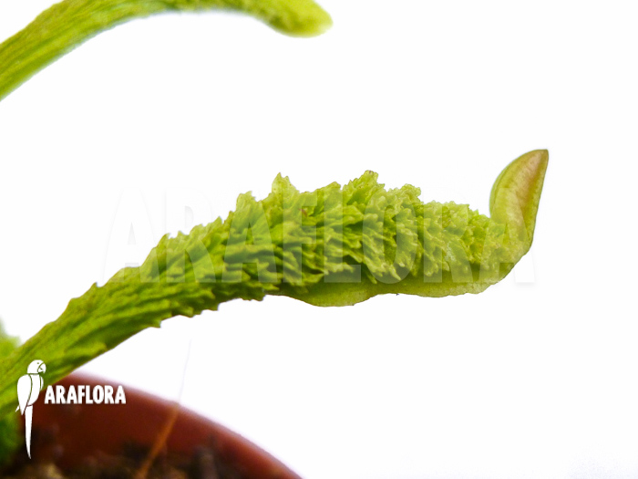Dionaea muscipula &lsquo;Schuppenstiel Thomas&rsquo;
