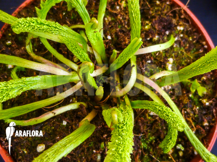 Dionaea muscipula &lsquo;Schuppenstiel Thomas&rsquo;