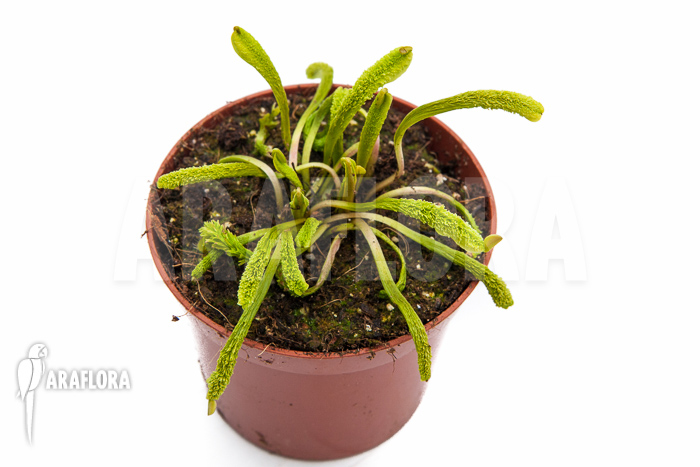 Dionaea muscipula &lsquo;Schuppenstiel Thomas&rsquo;