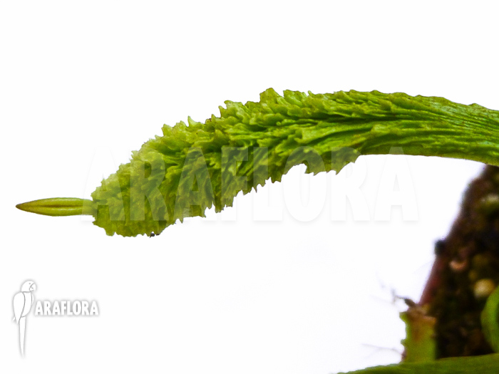 Dionaea muscipula &lsquo;Schuppenstiel Thomas&rsquo;