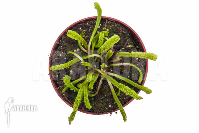 Dionaea muscipula &lsquo;Schuppenstiel Thomas&rsquo;
