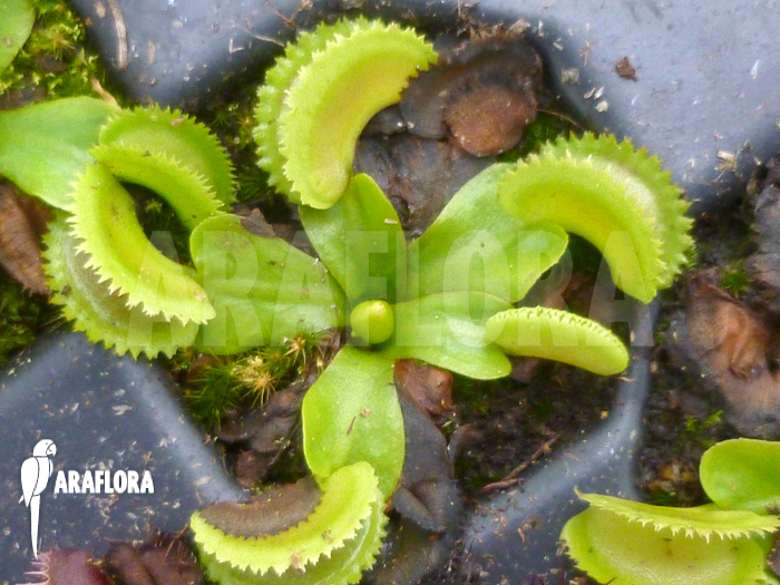 Dionaea muscipula &lsquo;Shark teeth&rsquo;