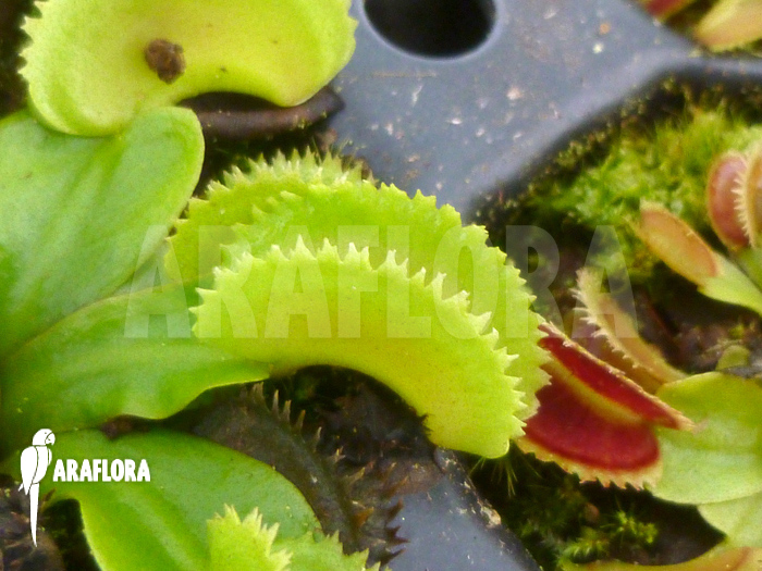 Dionaea muscipula &lsquo;Shark teeth&rsquo;