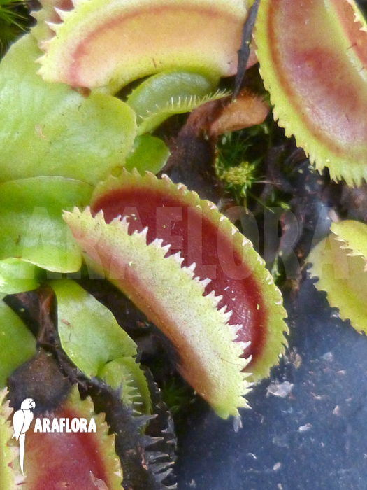 Dionaea muscipula &lsquo;Shark teeth&rsquo;
