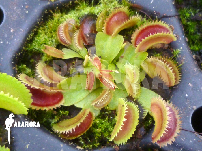 Dionaea muscipula &lsquo;Shark teeth&rsquo;